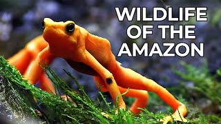 World of the Wild  Episode 1 The Amazon Rainforest  Free Documentary Nature [upl. by Eltsirc]