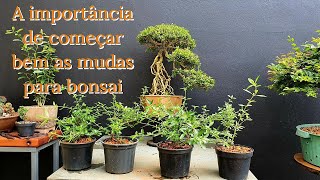 Série Bonsai de Serissa  Vídeo 3 [upl. by Hannan]