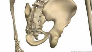 Bones of the Pelvis  Hip Bones  Anatomy Tutorial [upl. by Justis]