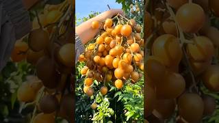 You Know Wampee Fruit  fruit farming agriculture [upl. by Hippel205]