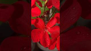 Geranium😍youtubeshortsshortvideoyoutubeshortsvideoyoutubeshortsviral [upl. by Rehotsirhc]