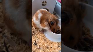 Hamster🐹 Eats hamsterkombat pets shorts cute rodents recommended [upl. by Euqinna]