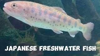 Freshwater Fish in Japan [upl. by Awhsoj]