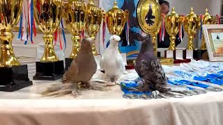 Выставка голубей Двухчубые голуби Tauben Pigeons Palomas Pombos कबूतरों [upl. by Bonar213]