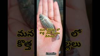 చెరువు లో కొత్త చేపలూ 🐟 New fishes in the Pond  ytshorts fishpond village fishes konaseema [upl. by Kcirddet]