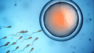 Human Physiology  Fertilization and Implantation [upl. by Adiela]