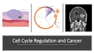 Cell Regulation and Cancer [upl. by Hildebrandt156]