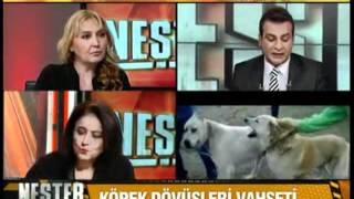 KÖPEK DÖVÜŞLERİ VAHŞETİ  KanalTürk  Part 2 [upl. by Nayd]