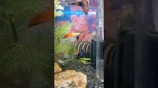 Guppy fish tank🐟🐠🐟🐠 shortyoutubeshortsvideo [upl. by Kermit]