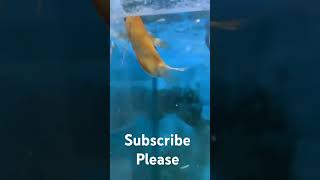 Giant Gourami youtubeshorts fish [upl. by Aicilif]