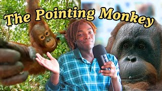 TikTok’s Pointing Orangutang 🦧  Meme Muses [upl. by Elyrrad]