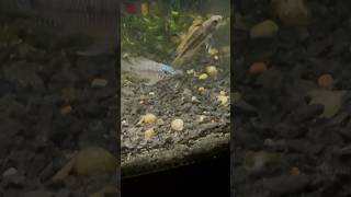 Apistos dwarf cichlids [upl. by Euqinahs]