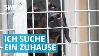 Liebe gesucht Die große Tierheim Doku aus Esslingen [upl. by Siroled504]