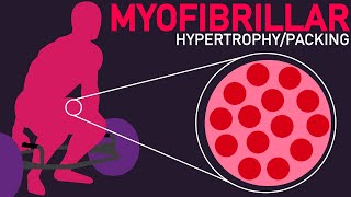 Stronger and Bigger Muscles Myofibrillar PackingHypertrophy [upl. by Treve]