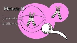 Meiosis and meiotic nondisjunction in trisomy 21 [upl. by Xavler271]