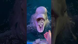 It’s time to eat Beluga whale eats fish Beluga whale eating ice Little fish in Hutan [upl. by Ludly]