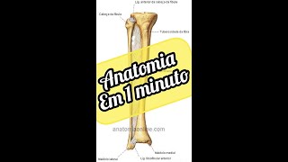 DICA RAPIDINHA DE COMO SABER A LATERALIDADE DA FÍBULA fibula [upl. by Hodess873]