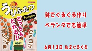 ミニトマト１本の苗から2種類CFココampオレンジ千果 タキイ種苗 さんの うりふたつNo2ぐるぐるベランダでも簡単 家庭菜園 2024年6月13日 [upl. by Colet]