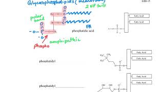 H Glycerophospholipids [upl. by Rosdniw387]