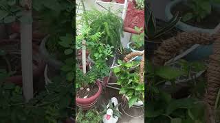 Beautiful corner💚 garden ideas with pots👍terracegardening greenery trending lyrics 2024 nature [upl. by Valina]