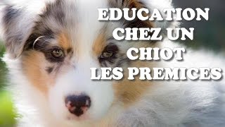 PREMICE DE LEDUCATION SUR UN CHIOT BERGER AUSTRALIEN [upl. by Emerick953]