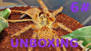 Pterinochilus murinus usambara amp Heteroscodra maculata UNBOXING 6 [upl. by Merrielle]