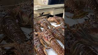 Lobster Season Opening Day shorts lobsterseason [upl. by Acinej]