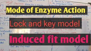 Mode of Enzyme actionlock 🔒 and keyinduced fit model [upl. by Hanyaz399]