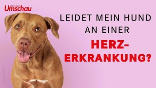 Herzerkrankungen beim Hund  Tiergesundheit [upl. by Artema728]