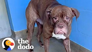 Watch This SadFaced Shelter Dog Start Smiling Nonstop  The Dodo Pittie Nation [upl. by Kimon]