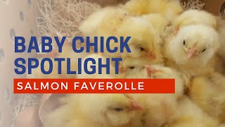 Salmon Faverolle Chicken  Baby Chicks for Sale  Cackle Hatchery [upl. by Ki]