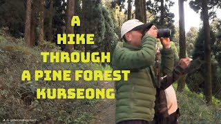 Back On The Trail  hike To Pine Forest  Siksin Naya Basti to Dowhill Kurseong  In The Woods [upl. by Kirschner969]