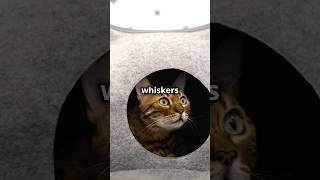 Whisker Wisdom The Amazing Power of Cat Whiskers 🐱 CatWhiskers FelineScience Cats PetFacts [upl. by Wilcox28]