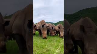 Rhinoceroses in Biodiversity🦏🦏rhino animals wildlife shorts viralvideo [upl. by Eleaffar432]