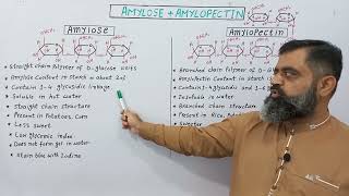 Difference between Amylose amp Amylopectin UrduHindi medium profmasoodfuzailAmylose amylopectin [upl. by Toblat]