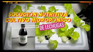 Incorporación de NUTRIENTES a mi cultivo de LECHUGAS 🥬 HIDROPÓNICAS 💦 2ª entrega [upl. by Aiekal]