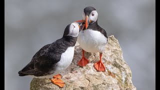 Black  Browed Albatross and Puffins RSPB Bempton Cliffs 11042022 [upl. by Baxie562]