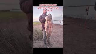 IMPRESIONANTE CORVINA NEGRA LAVALLE fishing fish argentina fishingvideo amigos pesca pescaria [upl. by Atse97]