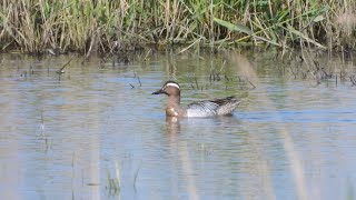 Goldcliff Birding 156 with Garganey [upl. by Moretta]