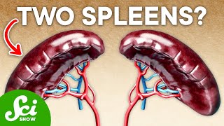 20 of Humans Have an Extra Spleen—Heres Why [upl. by Lucho806]