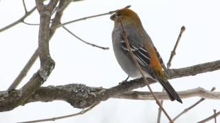 Pine Grosbeak Female [upl. by Aidaas989]