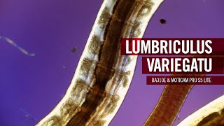 Lumbriculus variegatus  The blackworm  by Motic Europe [upl. by Esertal248]