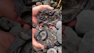 Ammonite facts scispace fluiddynamics spacesciencechannel scince ytshorts [upl. by Wiltshire]