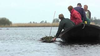 Vrijwilligers helpen de zwarte stern in De Wieden [upl. by Llertnov277]