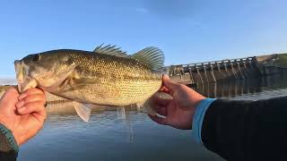 Fall ALABAMA RIG Fishing From The Kayak [upl. by Saied]