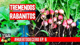 CULTIVAR RABANITOS EN MACETA CUANDO COSECHAR  HUERTODECERO EP 6 [upl. by Einafit987]