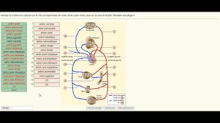 Examen de module de physiologie des grandes fonctions système cardiovasculaire [upl. by Annia]