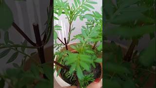 Marigold ka paudha is tarah se pinching kare shorts marigoldplant gardening viralvideo [upl. by Lednahc]