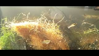 The Resiliency Of Java Moss Easy Aquarium Plant [upl. by Wilbert]