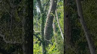 Birds House in a Tree [upl. by Backler]